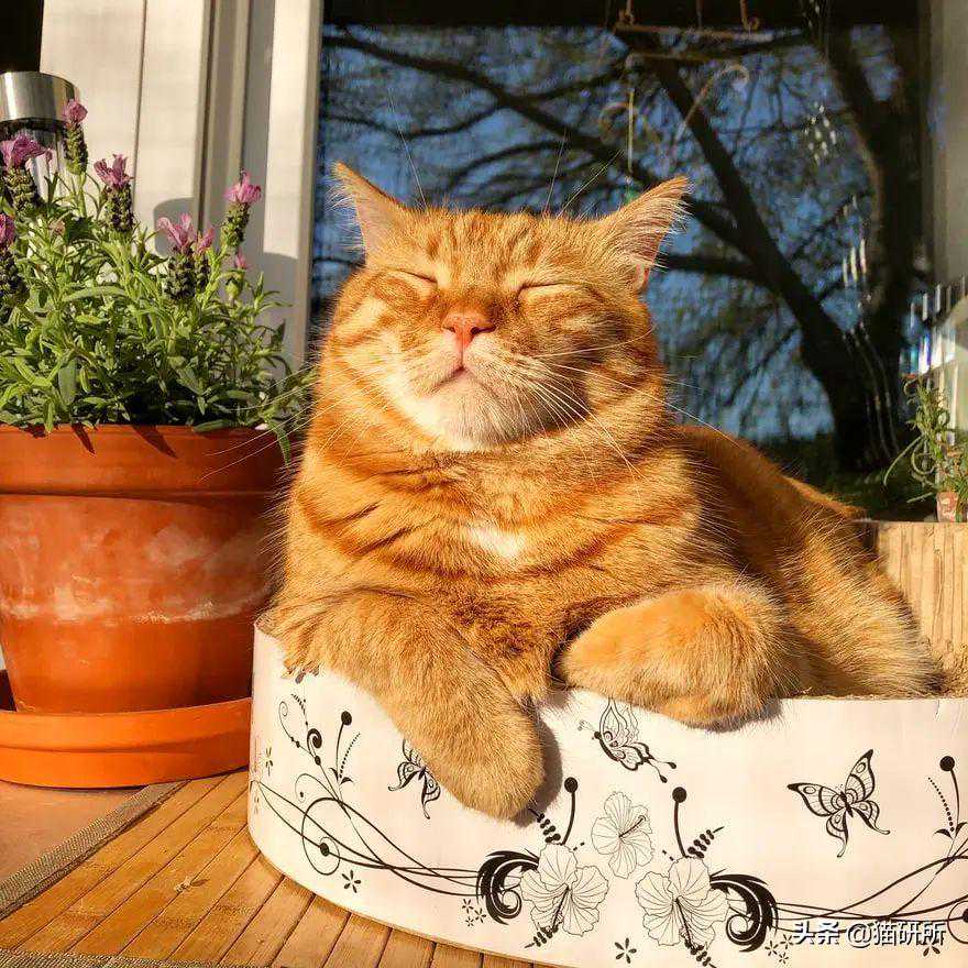 辟谣！猫咪晒太阳真的不补钙