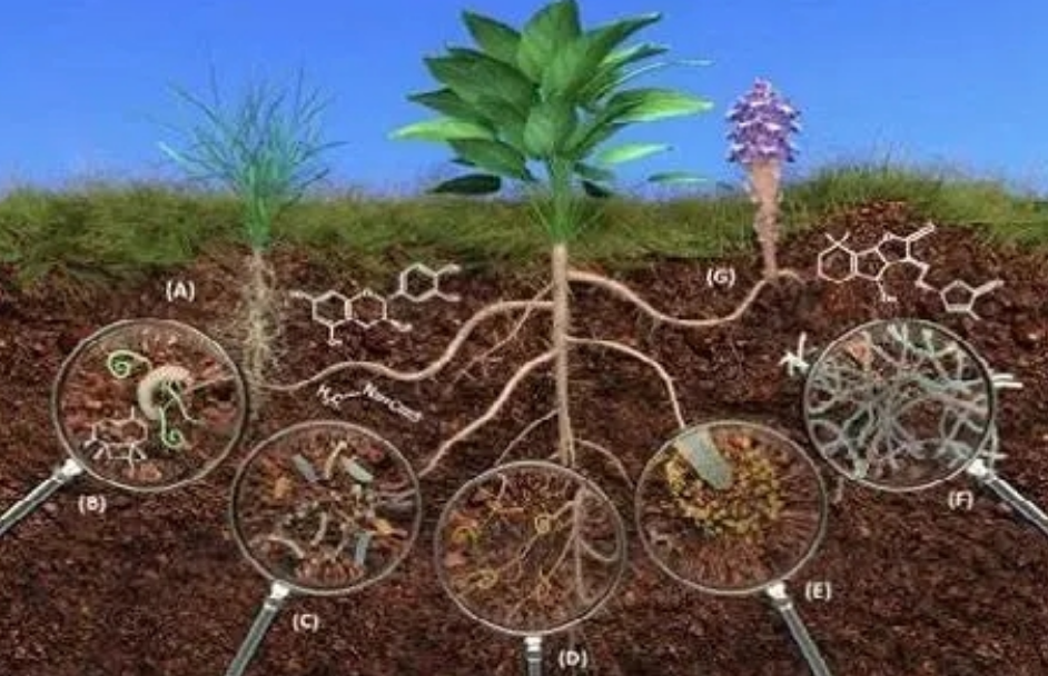 香蒲和水葱的根系微生物群落有什么特征？它们的差异又在哪里？